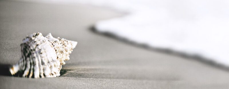 Beach Sea Shell